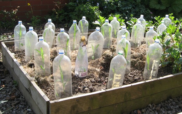 Bottle Garden (for sweetcorn)