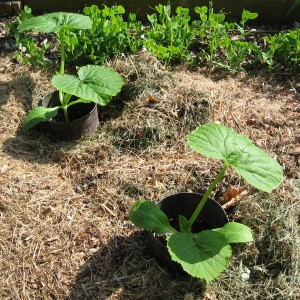 Recently planted courgette plants