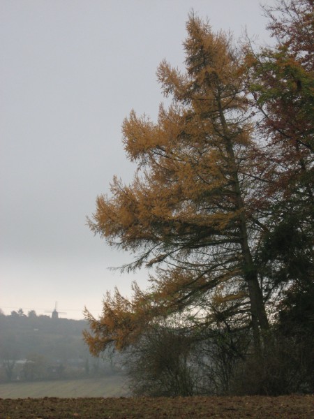 Autumn larch tree, 4-sailed windmill in background.  (Shotover Estate, Oxfordshire)