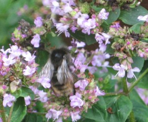 Bee on Marjoram flowers